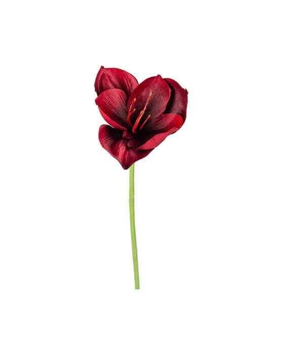 Amaryllis-leikkokukka, burgundy