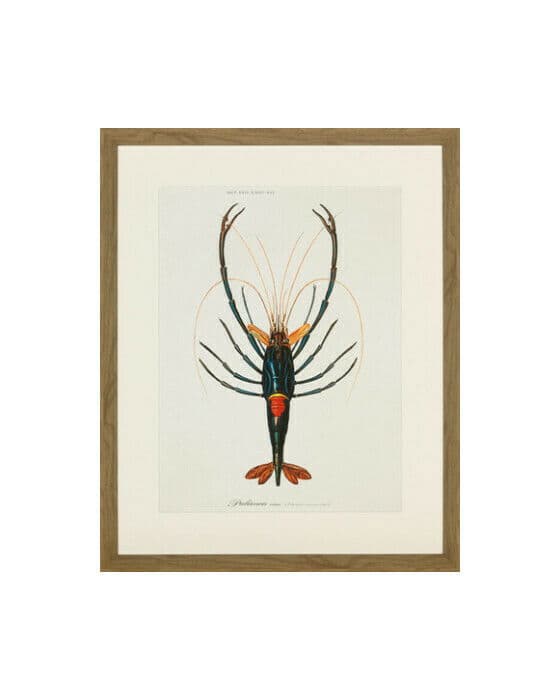 Crayfish 1