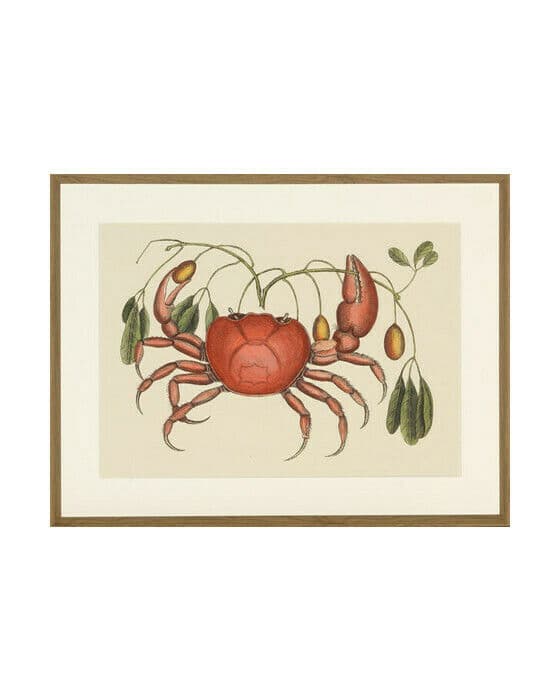 Crab And Tapia