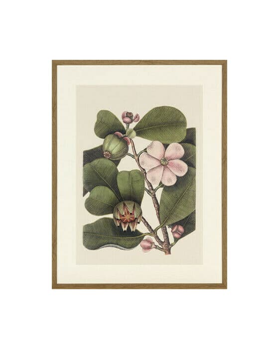 Balsam Tree