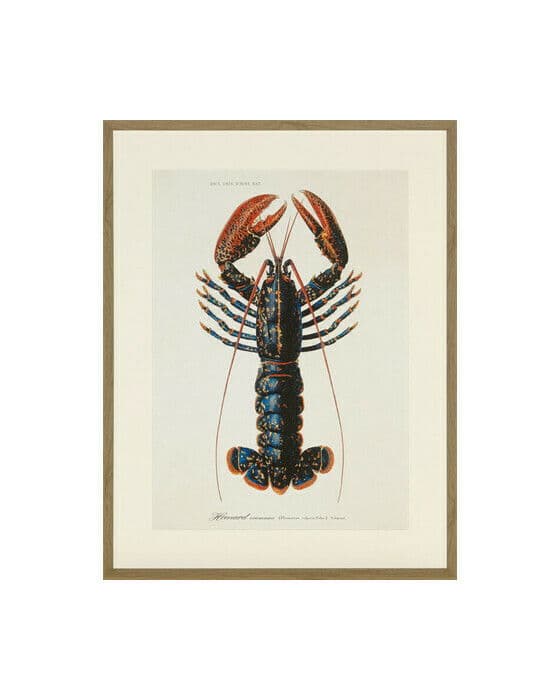 Lobster 1