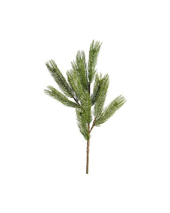 Forrest-männynoksa, vihreä