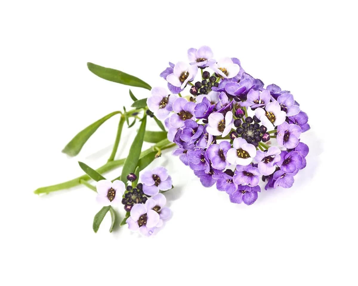 Click and Grow Smart Garden Refill 3-pack - Sweet Alyssum – CLICK AND GROW