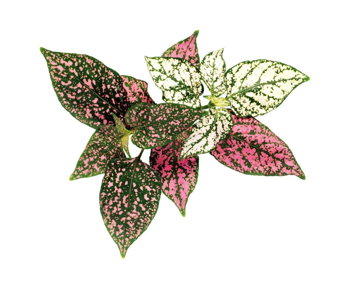 Click and Grow Smart Garden Refill 3-pack - Polka Dot Plant