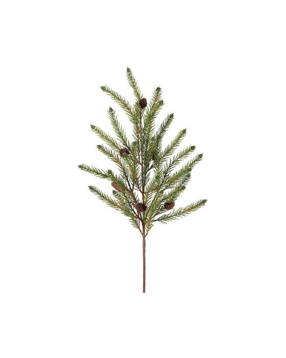 Käpykoristeltu August-oksa, leikkokukka