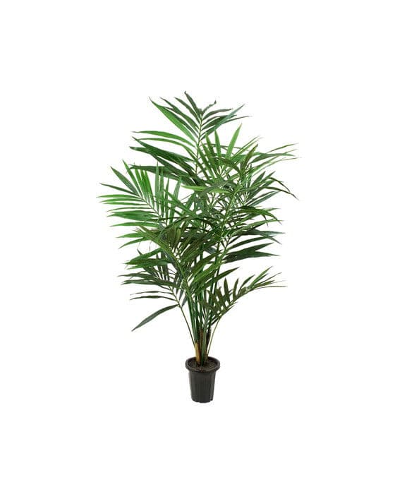 Kentia Palm – Newport
