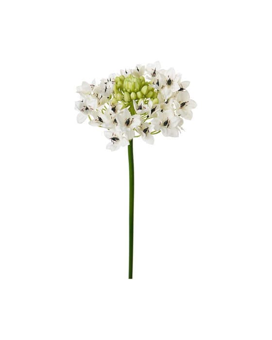 Arabicum Cut Flower White – Newport