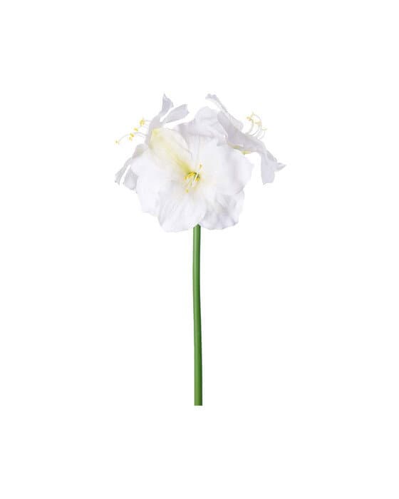 Amaryllis-leikkokukka, cream – Newport