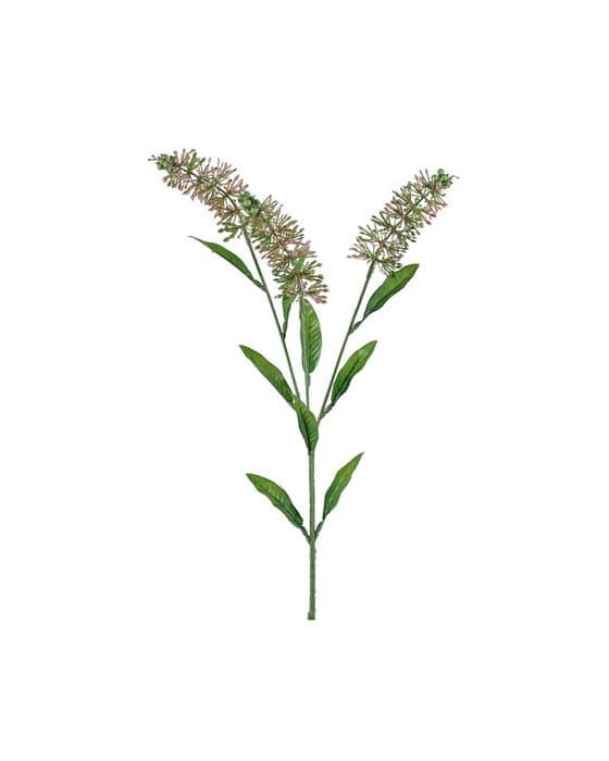 Astilbe leikkokukka vaaleanpunainen – Newport