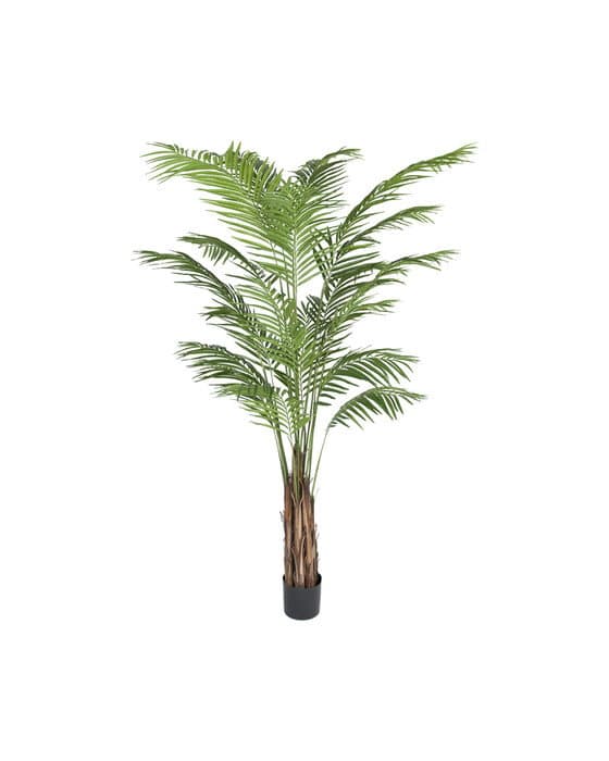 Areca palmu – Newport