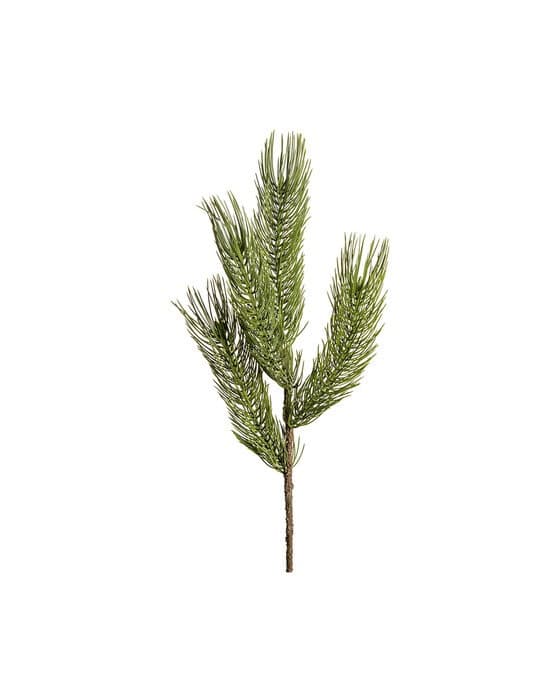 Forrest-männynoksa, leikkokukka, vihreä