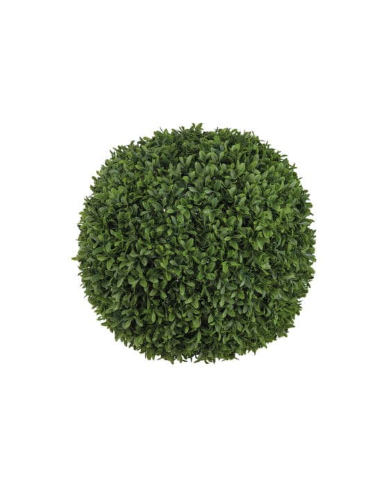 Buxbom-tekokasvi – Newport