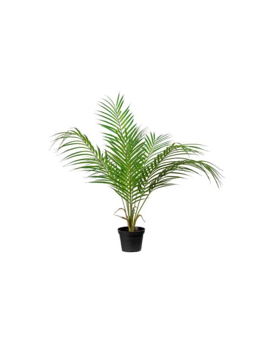 Vuoripalmu-ruukkukasvi, vihreä