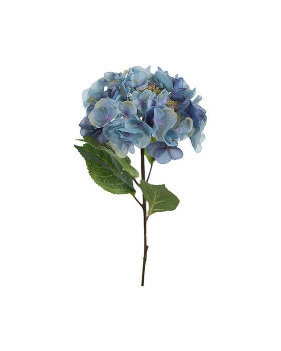 Hortensia-leikkokukka, sininen – Newport