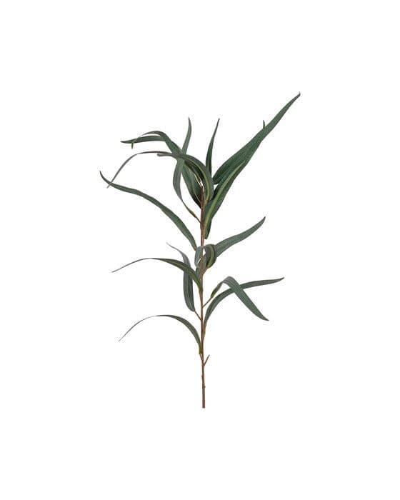 Eukalyptus oksa – Newport