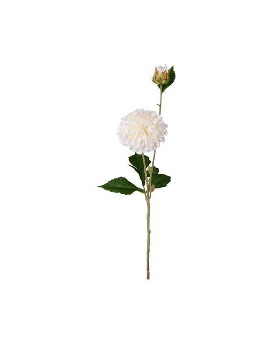 Dahlia-leikkokukka cream – Newport