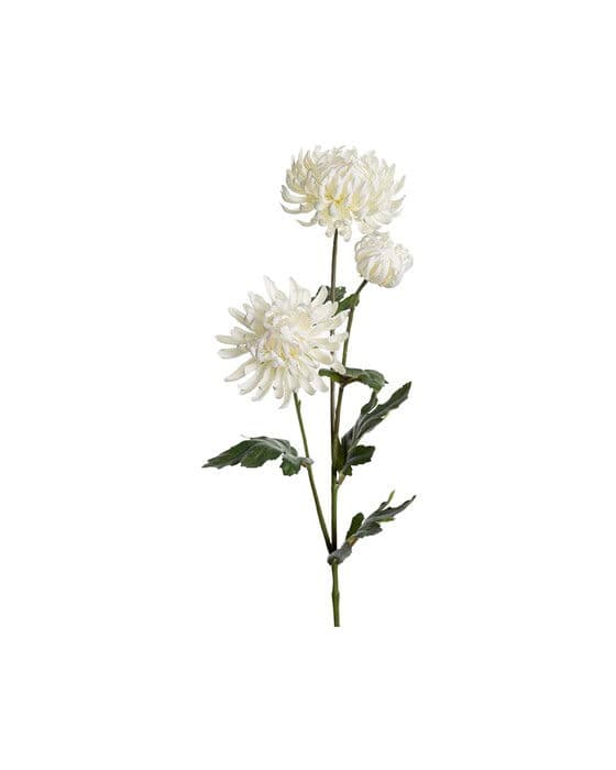 Krysanteemi leikkokukka valkoinen – Newport