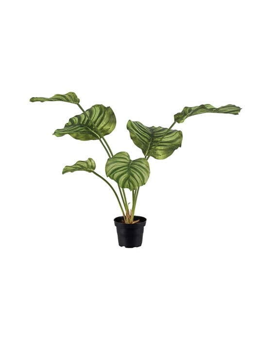 Nukkumaija-ruukkukasvi, vihreä