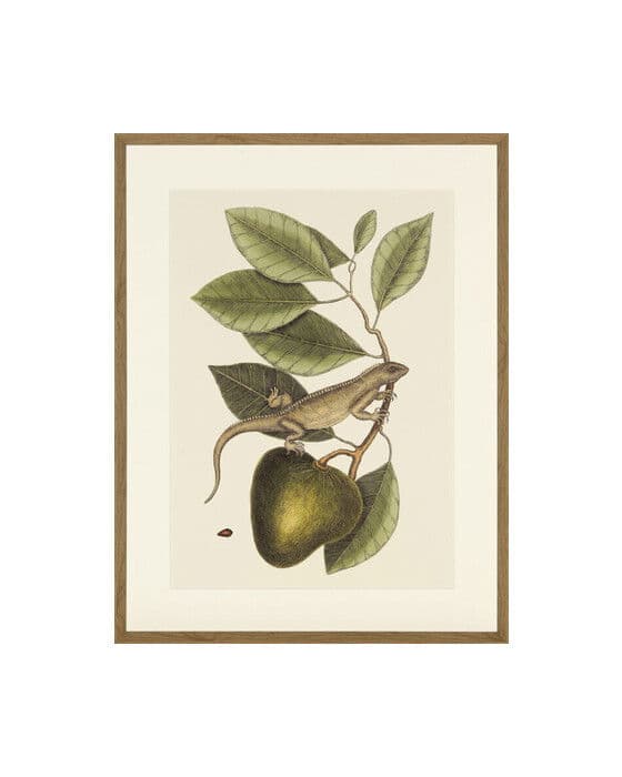 Lizard And Fruit Branch – Newport