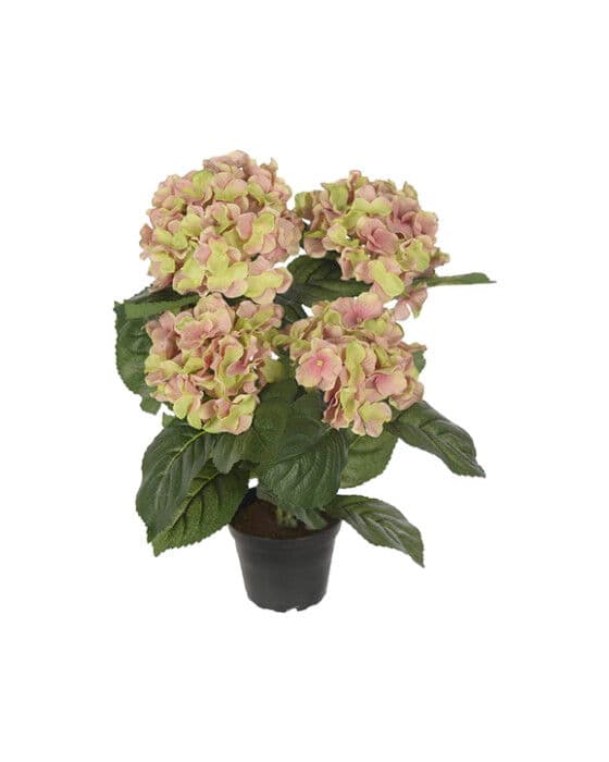 Hortensia-ruukkukasvi, vaaleanpunainen/vihreä