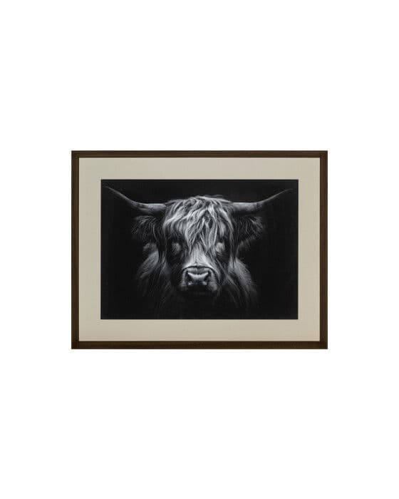 The Strenght of a Highland Cow