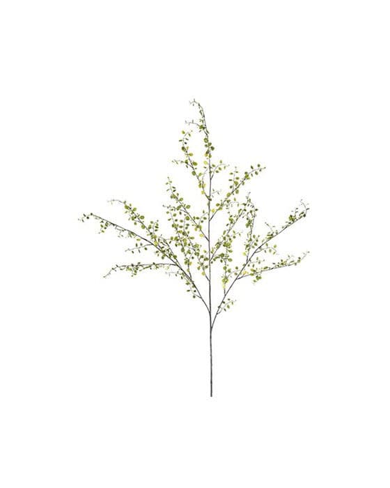 Muehlenbeckia leikkokukka vihreä – Newport