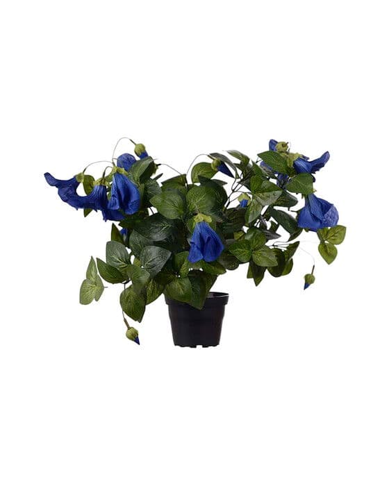 Petunia-ruukkukasvi, sininen