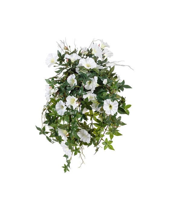 Ipomoea tricolor-ruukkukasvi, valkoinen