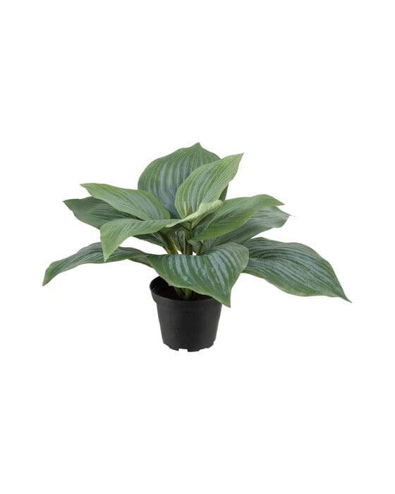 Kuunlilja-ruukkukasvi, vihreä