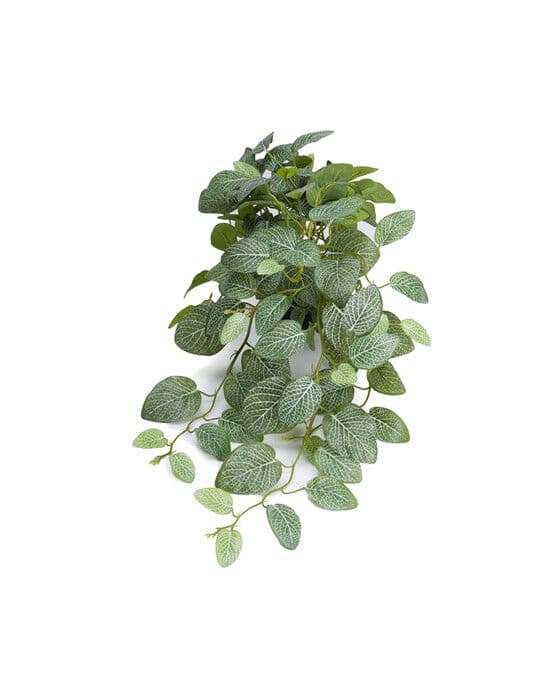 Fittonia Pot Plant Green