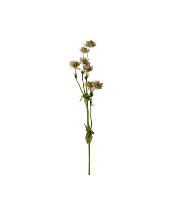 Astrantia Cut Flower Pink – Newport