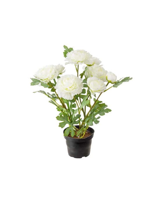 Ranunce- ruukkukasvi valkoinen