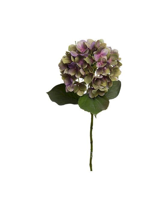 Hortensialeikkokukka, violetti/vihreä – Newport