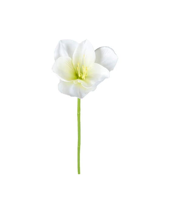 Amaryllis-leikkokukka, valkoinen – Newport