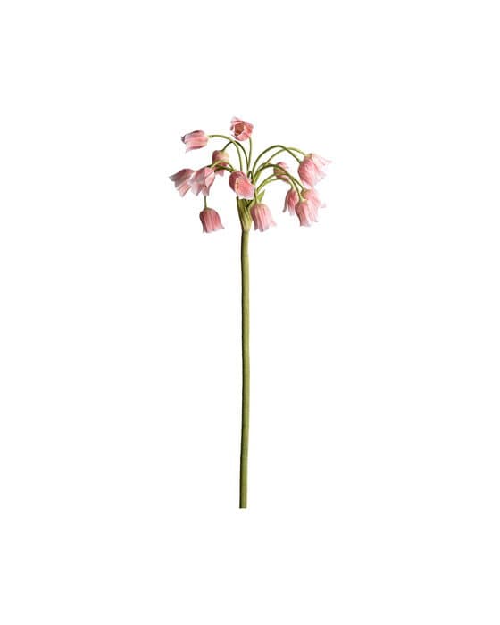 Allium  leikkokukka vaaleanpunainen – Newport