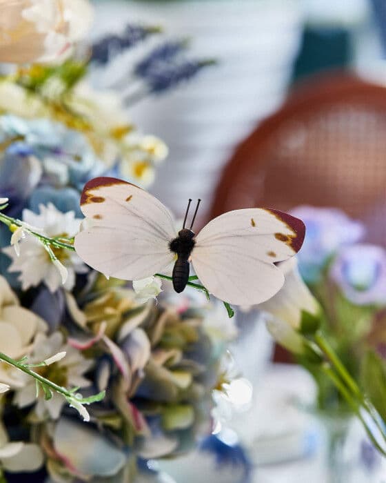 Sonja koristeperhonen – Newport