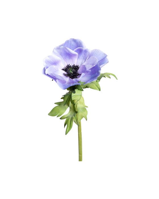 Anemone-leikkokukka, sininen – Newport