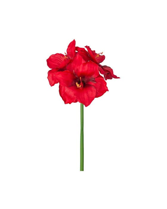 Amaryllis-leikkokukka, punainen – Newport