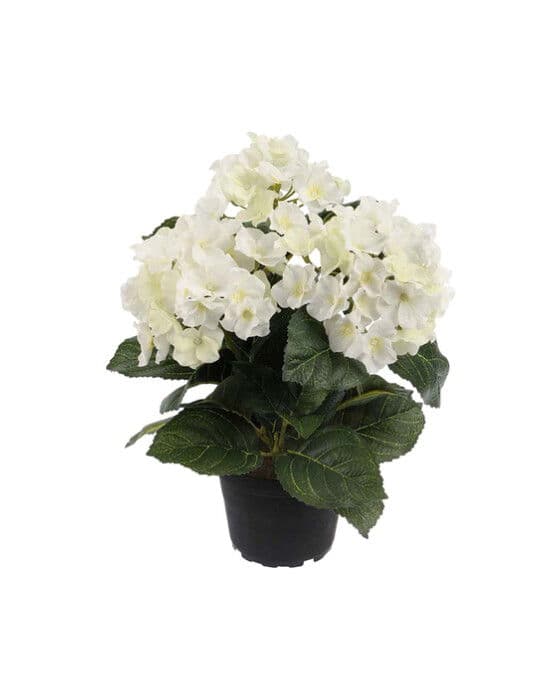 Hortensia-ruukkukasvi, valkoinen