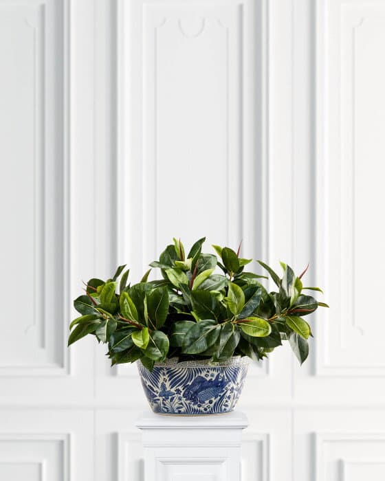 Ficus Robusta Potted Plant Green