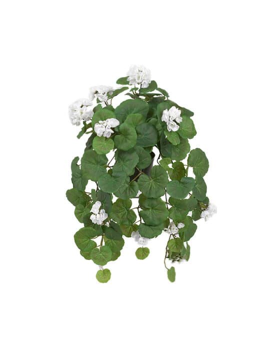Amppelipelargoni ruukkukasvi valkoinen – Newport