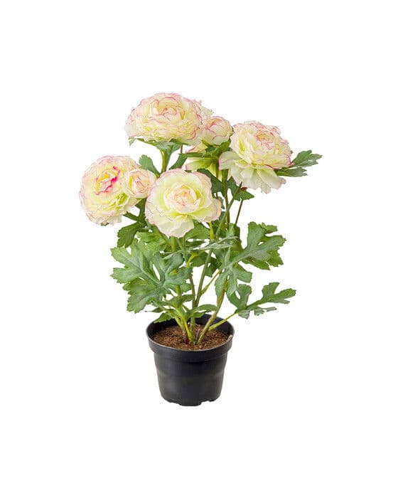 Ranunce- ruukkukasvi vaaleanpunainen