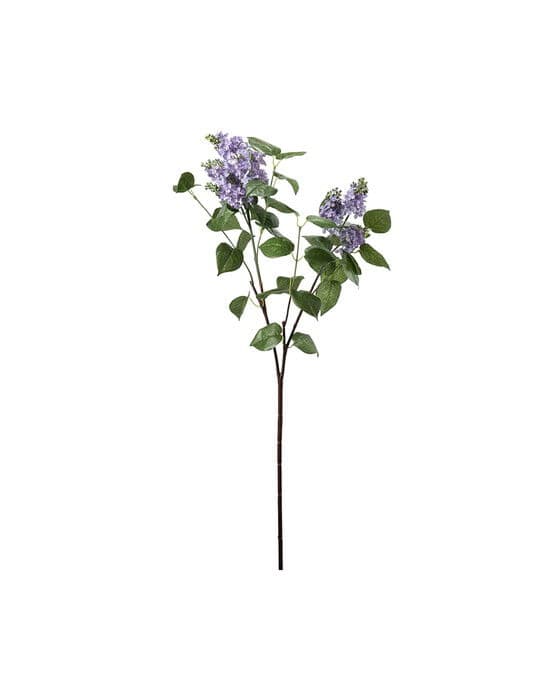 Syreenin oksa, sininen – Newport