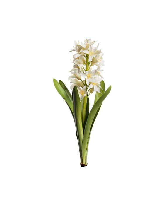 Hyacint leikkokukka valkoinen – Newport