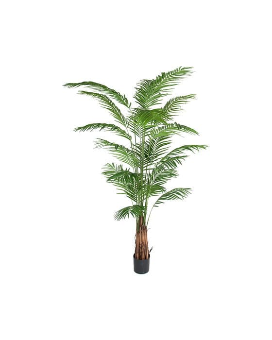 Areca Palm tekokasvi – Newport