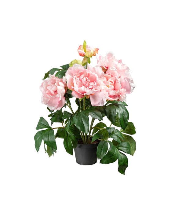 Pioni-ruukkukukka, vaaleanpunainen – Newport