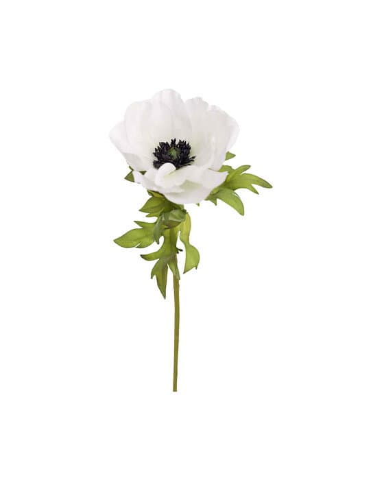 Anemone-leikkokukka, valkoinen – Newport