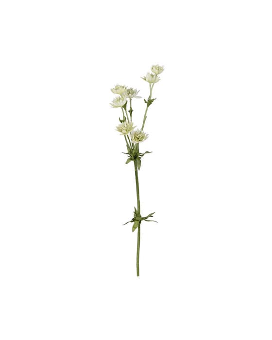 Astrantia Cut Flower Green – Newport