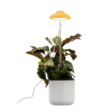 AIRAM Iris Plant -valaistus 5W Himmeä kosketuksella keltainen 9610534 Vastaa: N/A – Airam