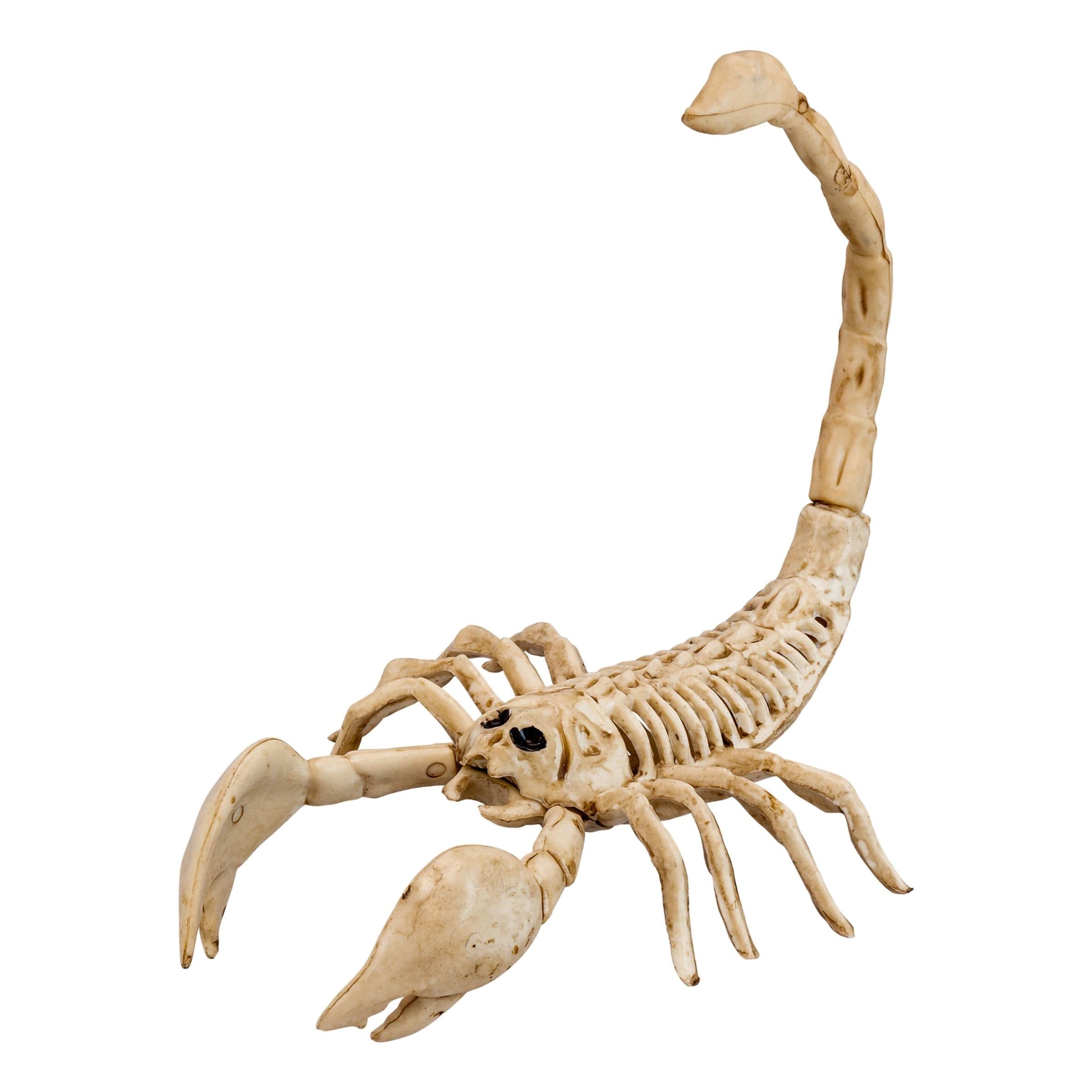 Skorpioni Luuranko Rekvisiitta